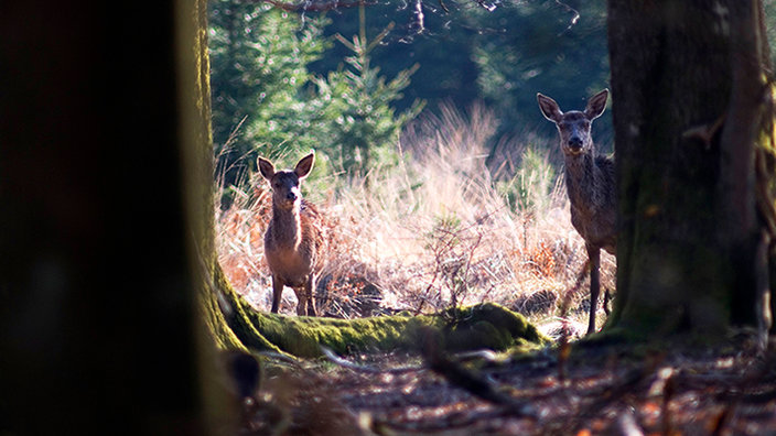 Wild im Wald ...